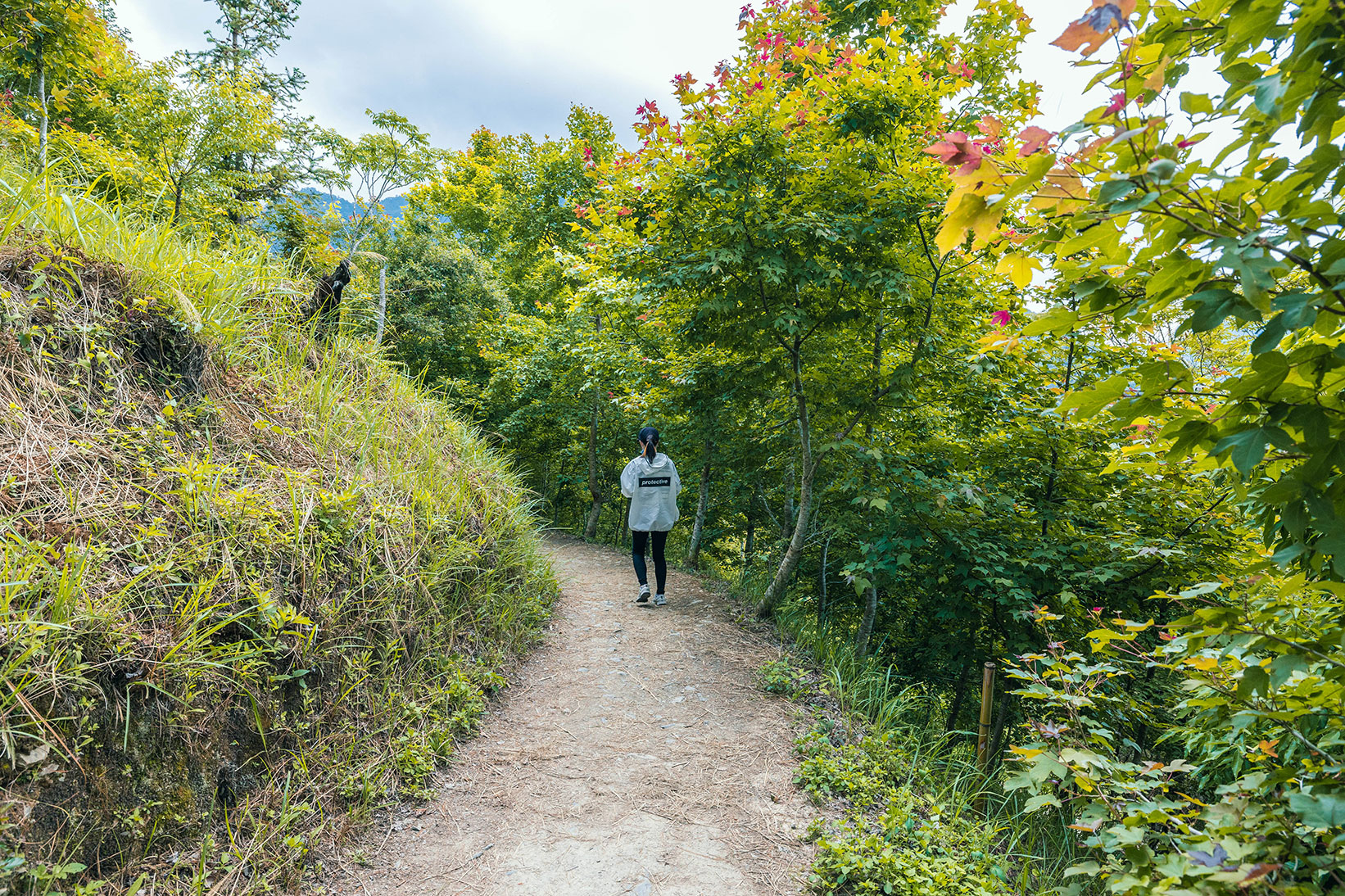 司馬庫斯兩天一夜​-熊麻吉旅行社