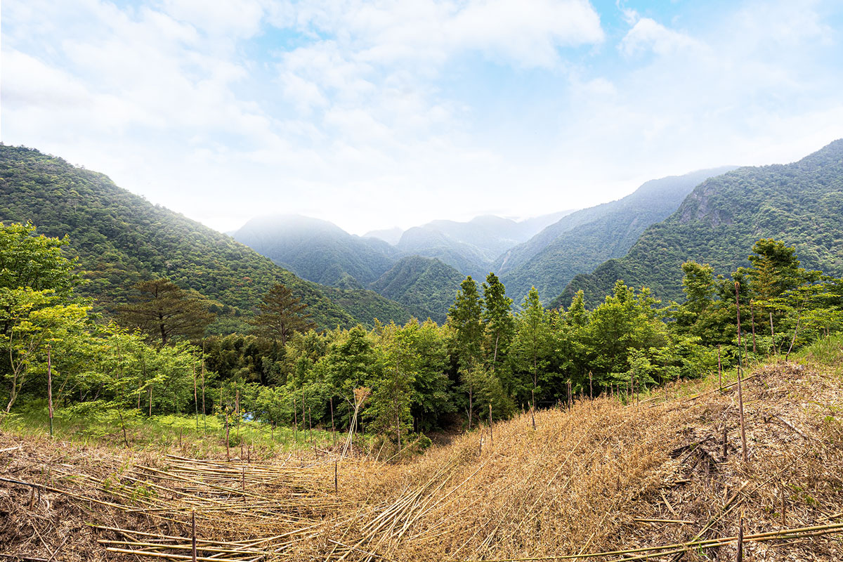 司馬庫斯兩天一夜​-熊麻吉旅行社