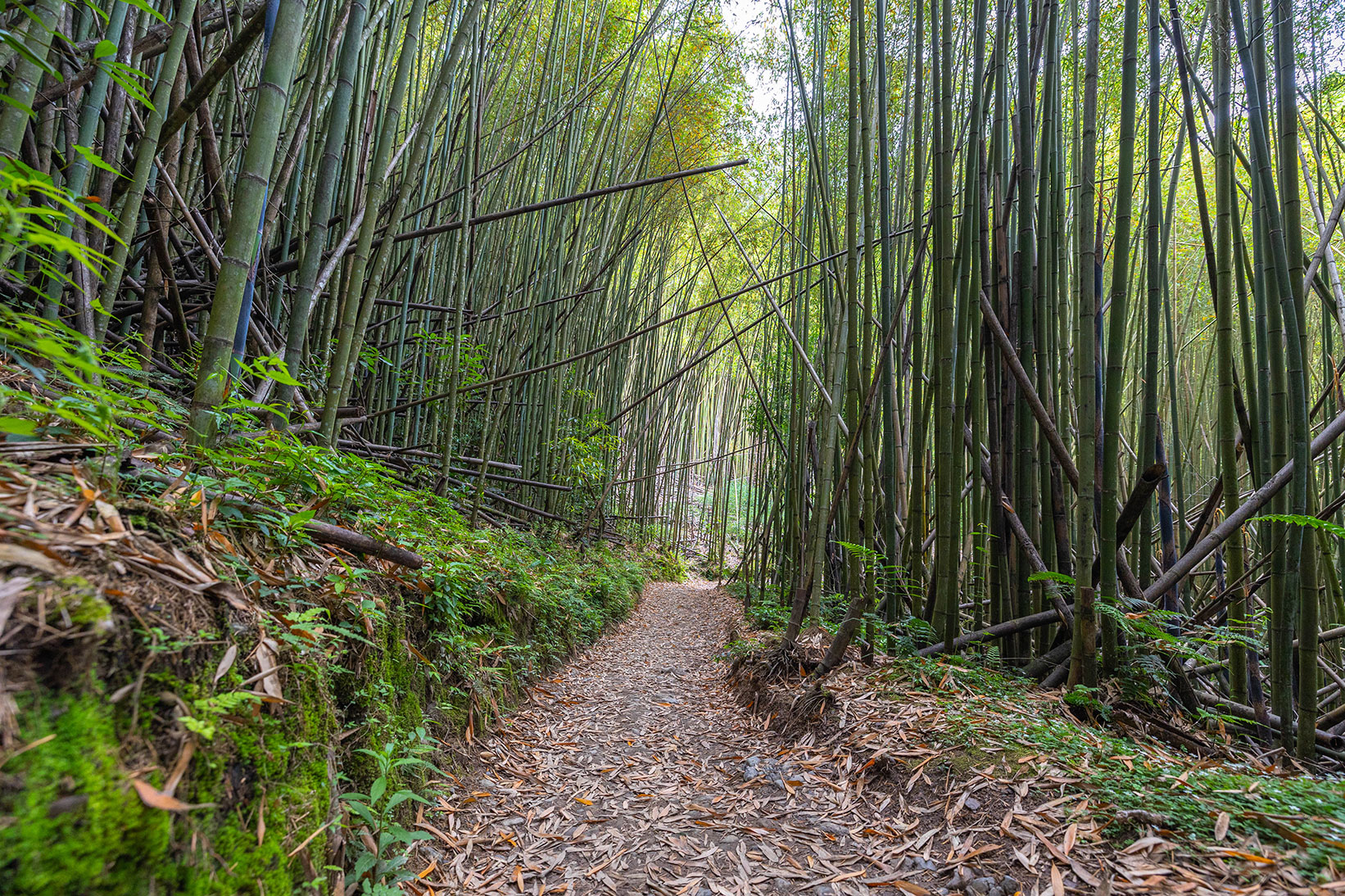 司馬庫斯兩天一夜​-熊麻吉旅行社