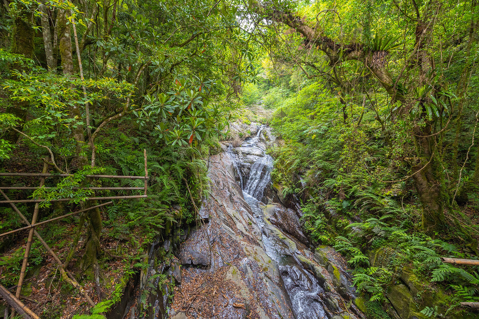 司馬庫斯兩天一夜​-熊麻吉旅行社
