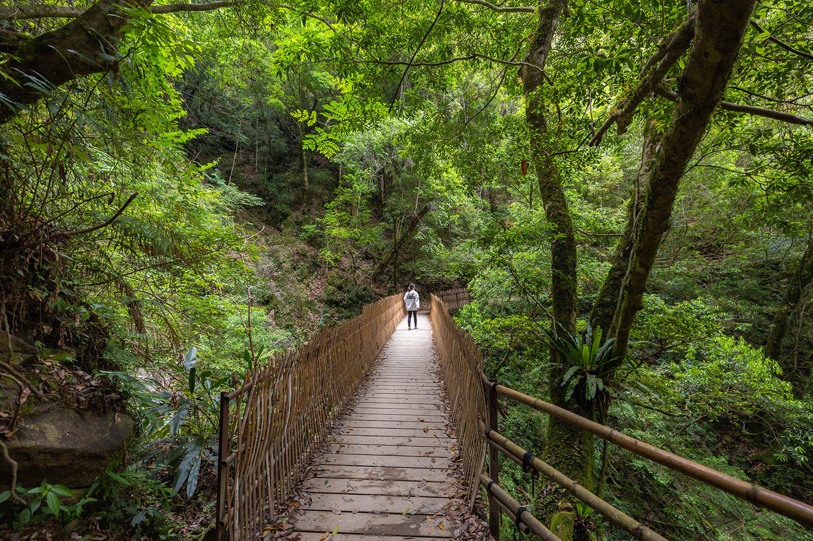 司馬庫斯兩天一夜​-熊麻吉旅行社