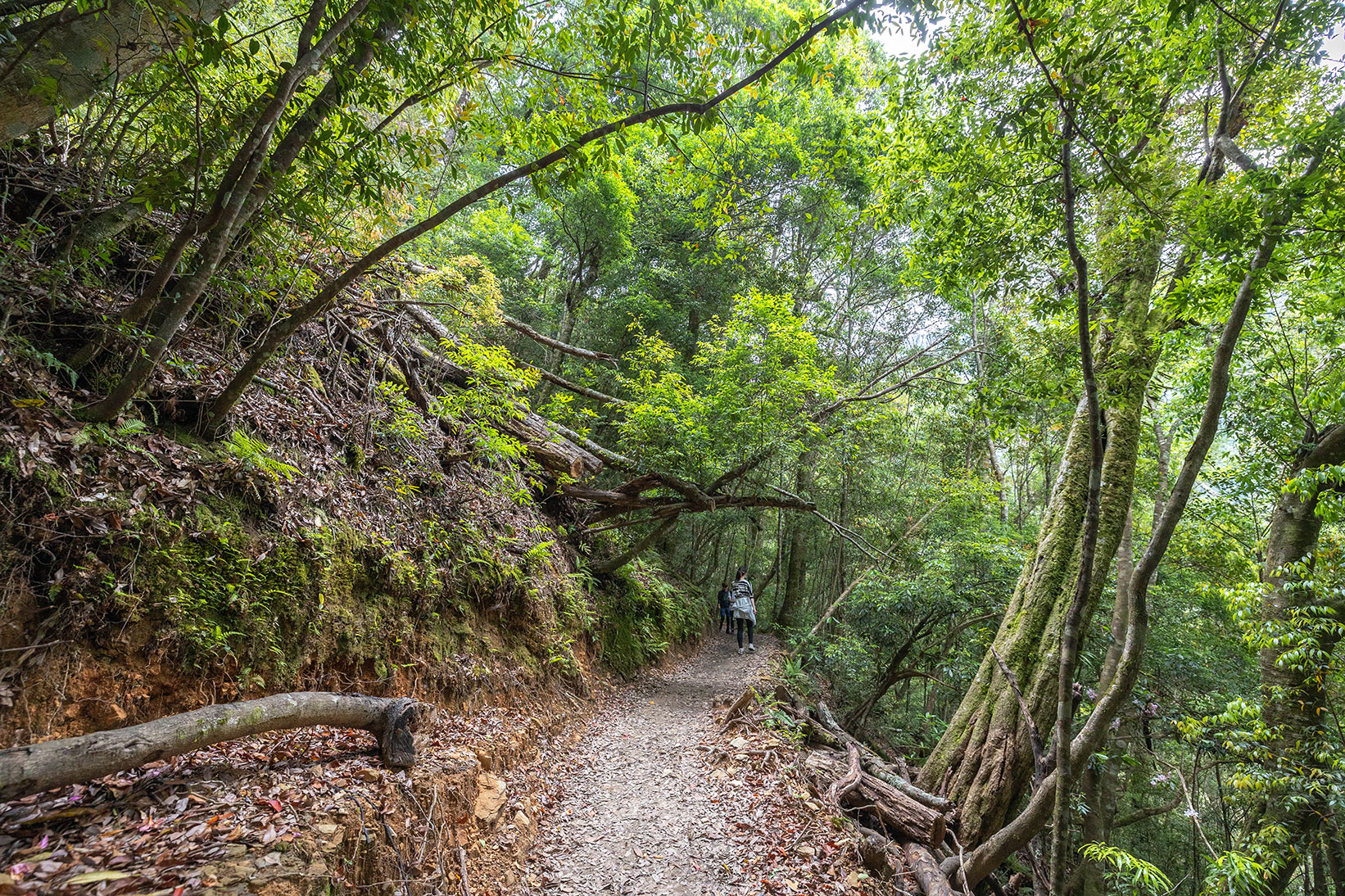 司馬庫斯兩天一夜​-熊麻吉旅行社