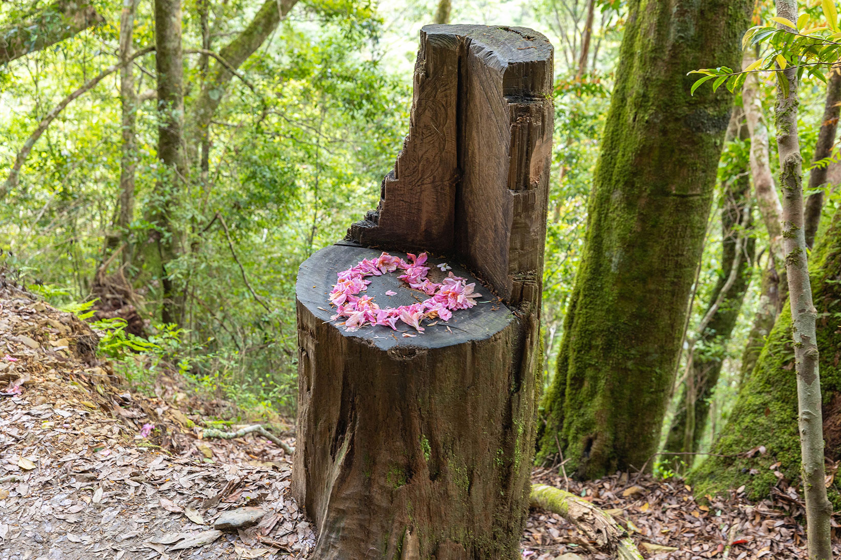 司馬庫斯兩天一夜​-熊麻吉旅行社
