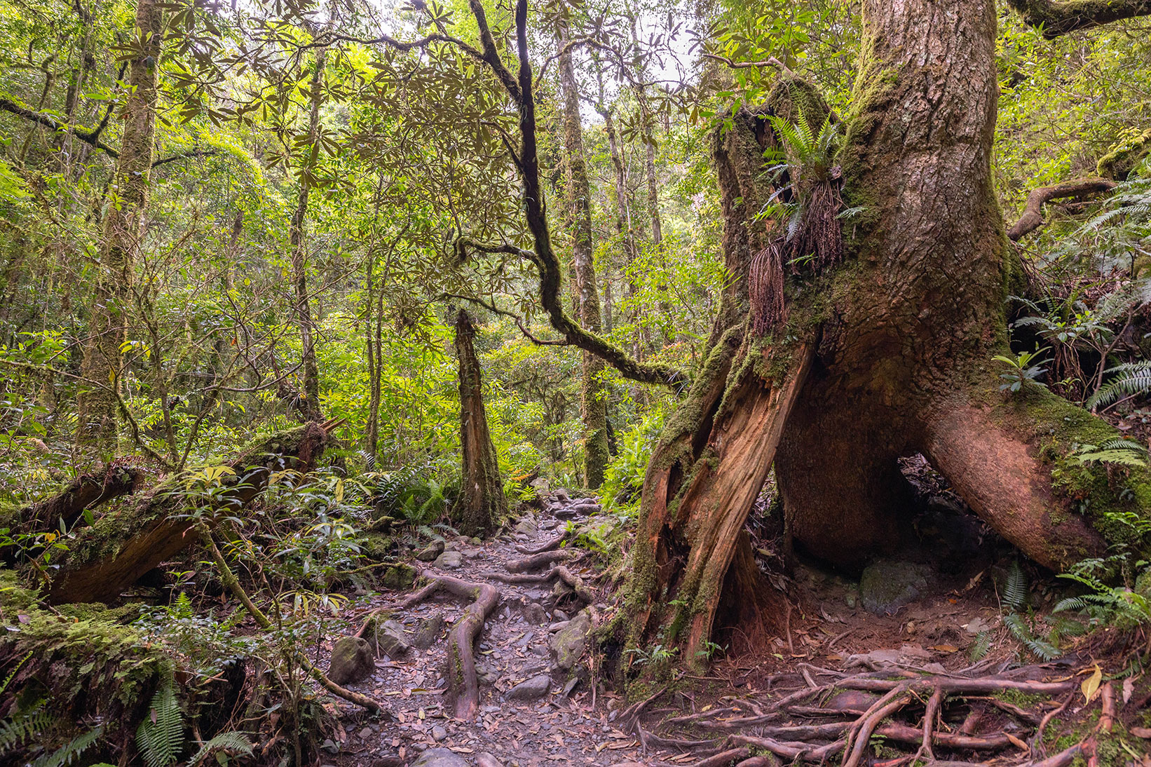 司馬庫斯兩天一夜​-熊麻吉旅行社