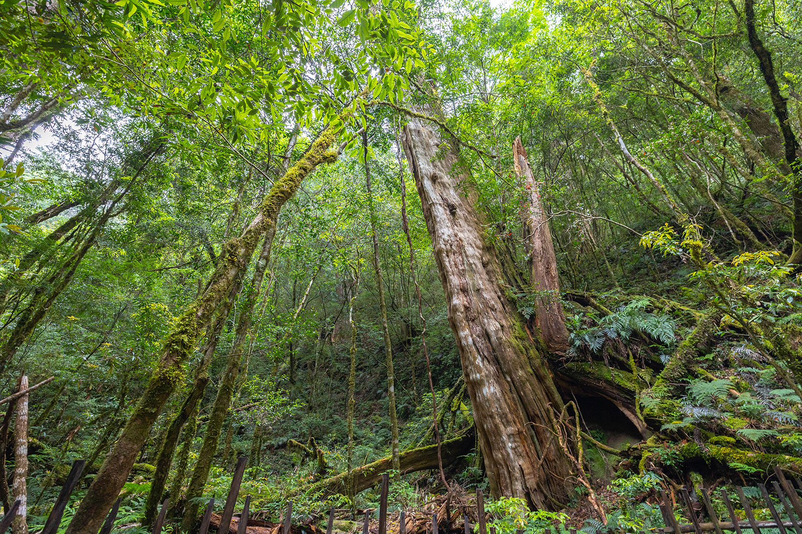 司馬庫斯兩天一夜​-熊麻吉旅行社