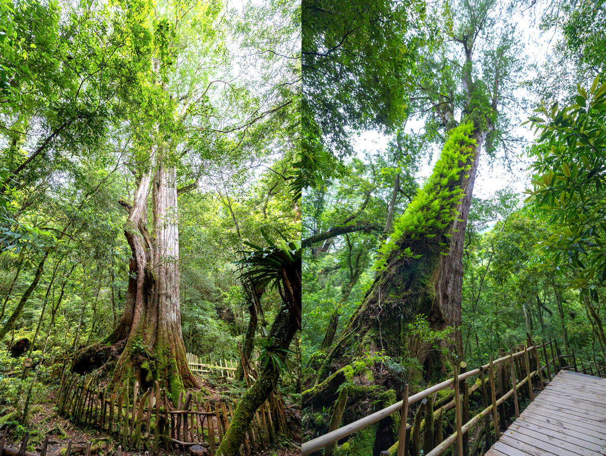 司馬庫斯兩天一夜​-熊麻吉旅行社
