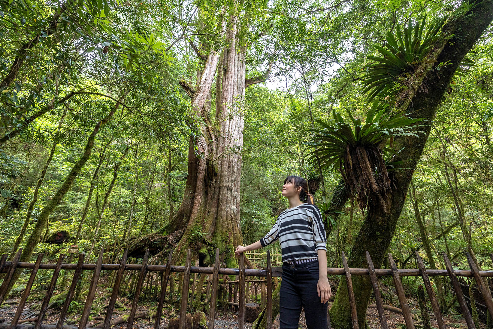 司馬庫斯兩天一夜​-熊麻吉旅行社