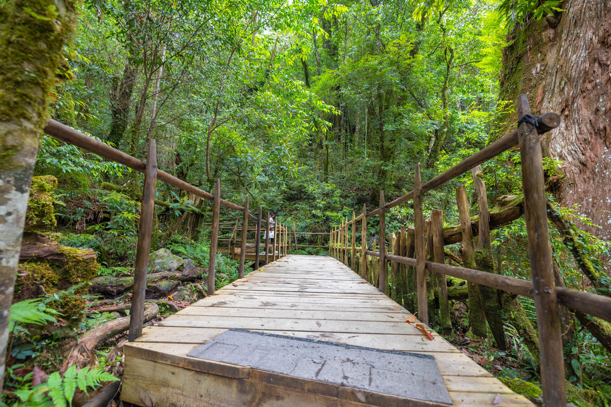 司馬庫斯兩天一夜​-熊麻吉旅行社
