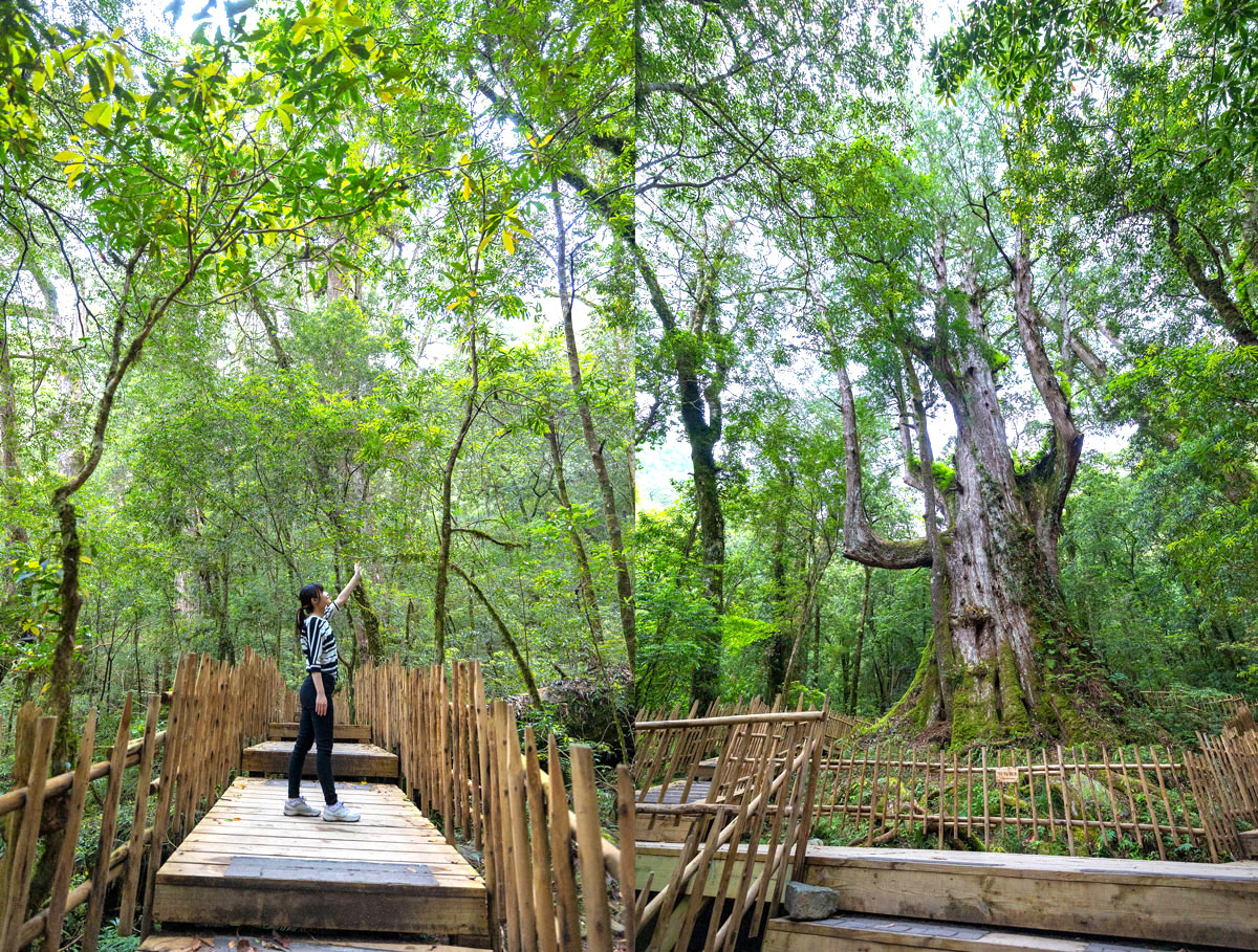 司馬庫斯兩天一夜​-熊麻吉旅行社