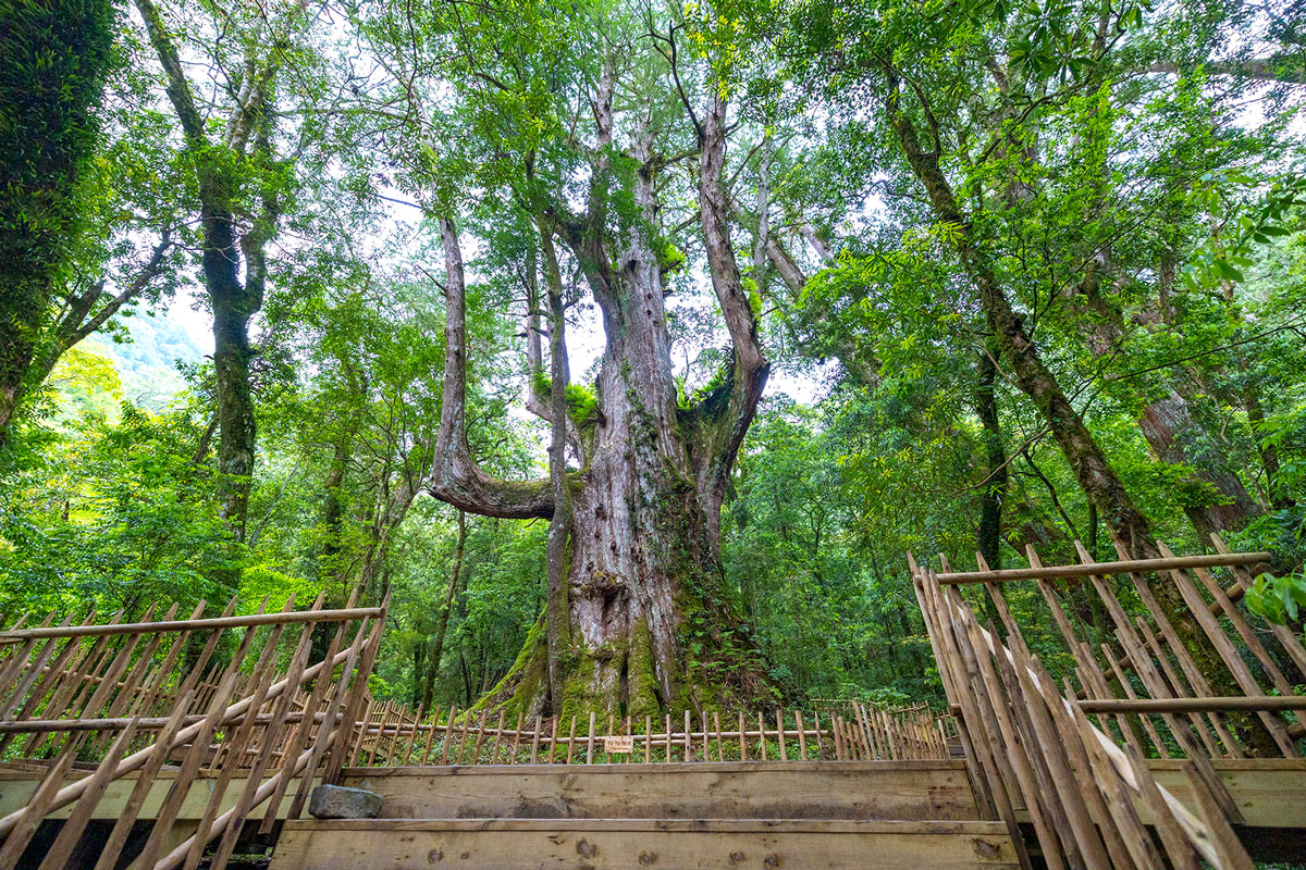 司馬庫斯兩天一夜​-熊麻吉旅行社