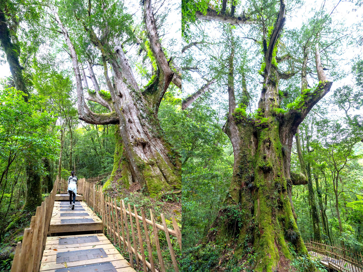 司馬庫斯兩天一夜​-熊麻吉旅行社