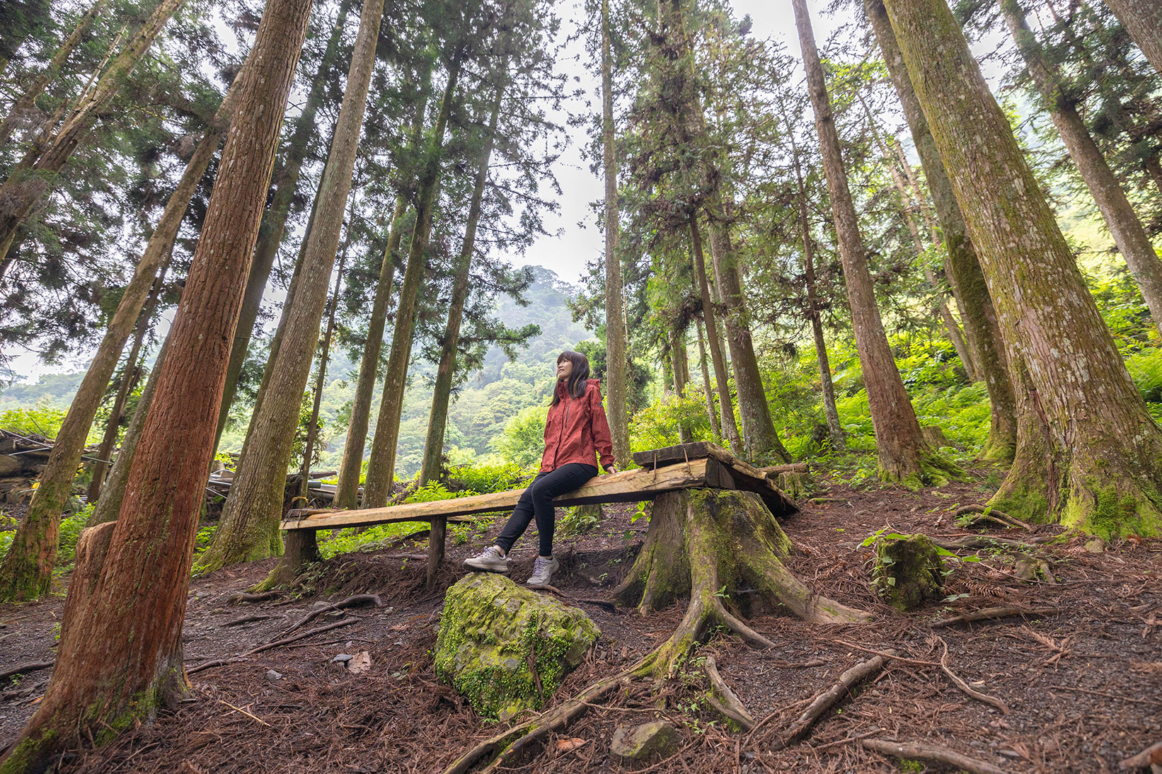 司馬庫斯兩天一夜​-熊麻吉旅行社
