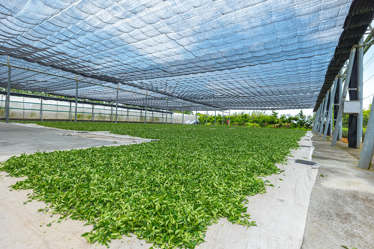 茶の魔手-製茶二廠茶廠巡禮