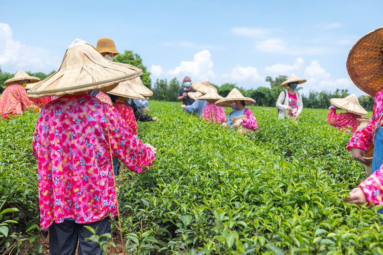 茶の魔手-製茶二廠茶廠巡禮