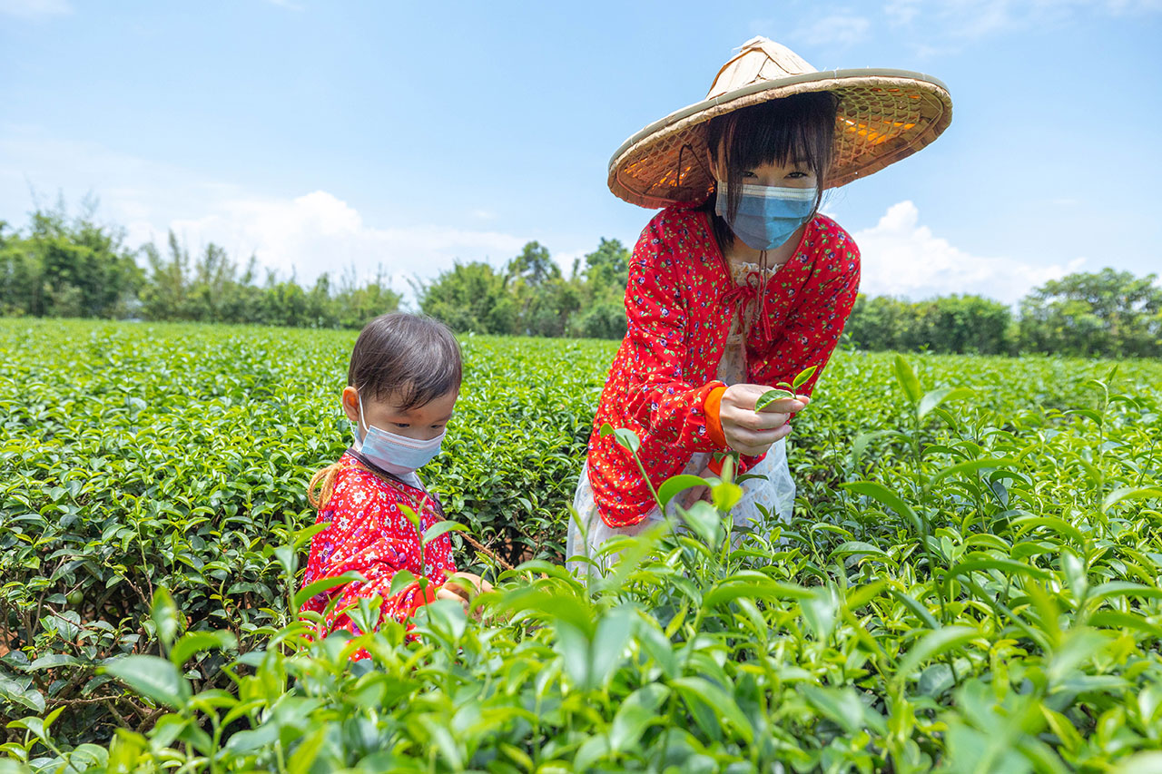茶の魔手-製茶二廠茶廠巡禮
