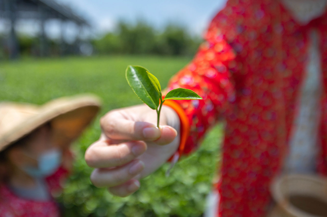 茶之魔手-製茶二廠