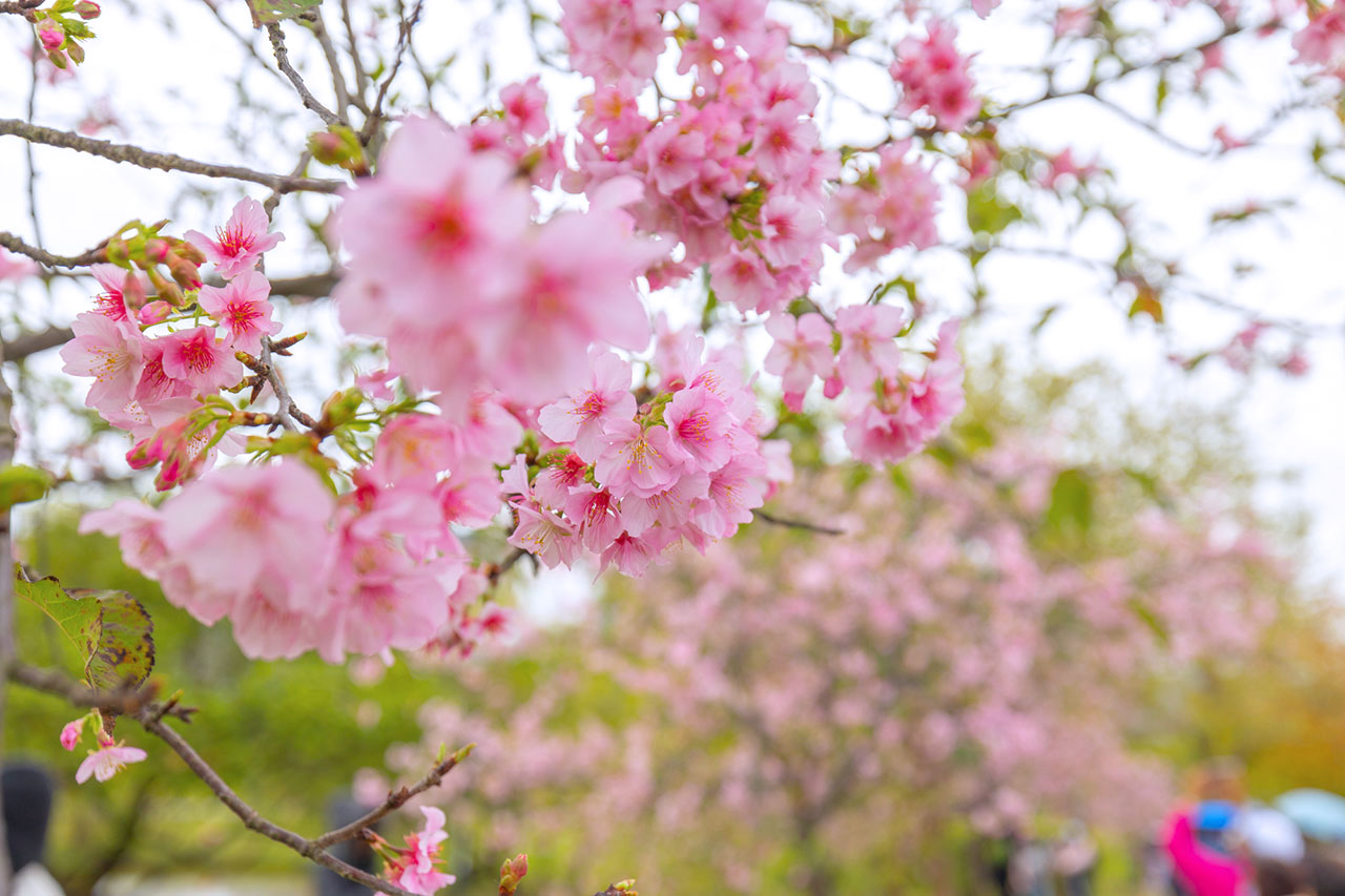 新店安坑輕軌一日遊
