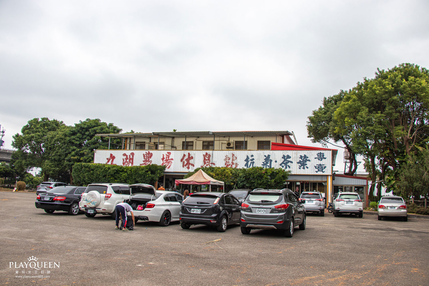 苗栗銅鑼杭菊花節