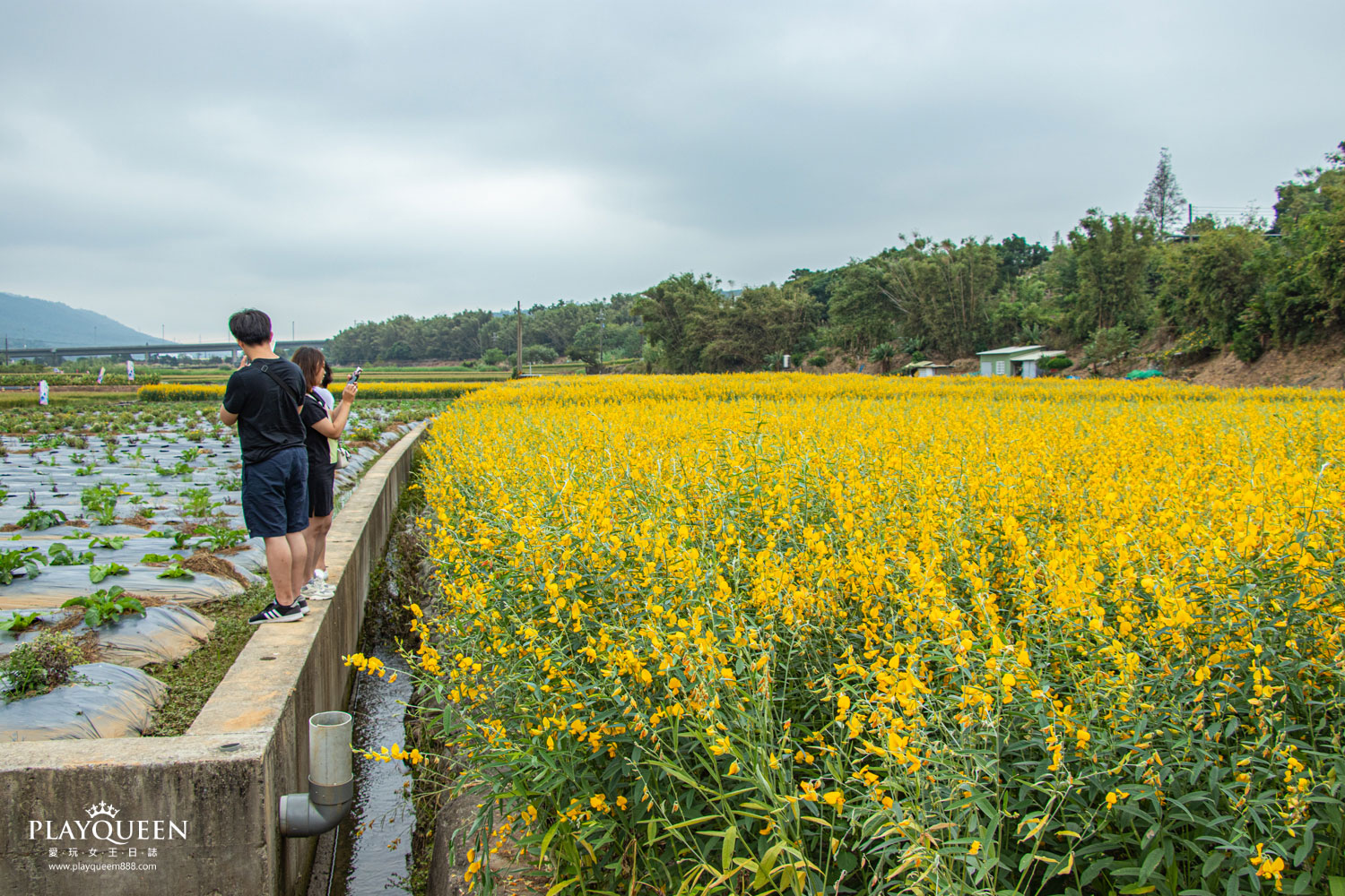 苗栗銅鑼抗菊花節