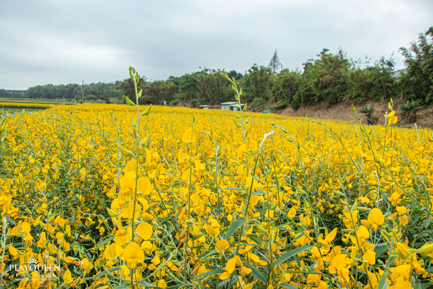 苗栗銅鑼抗菊花節