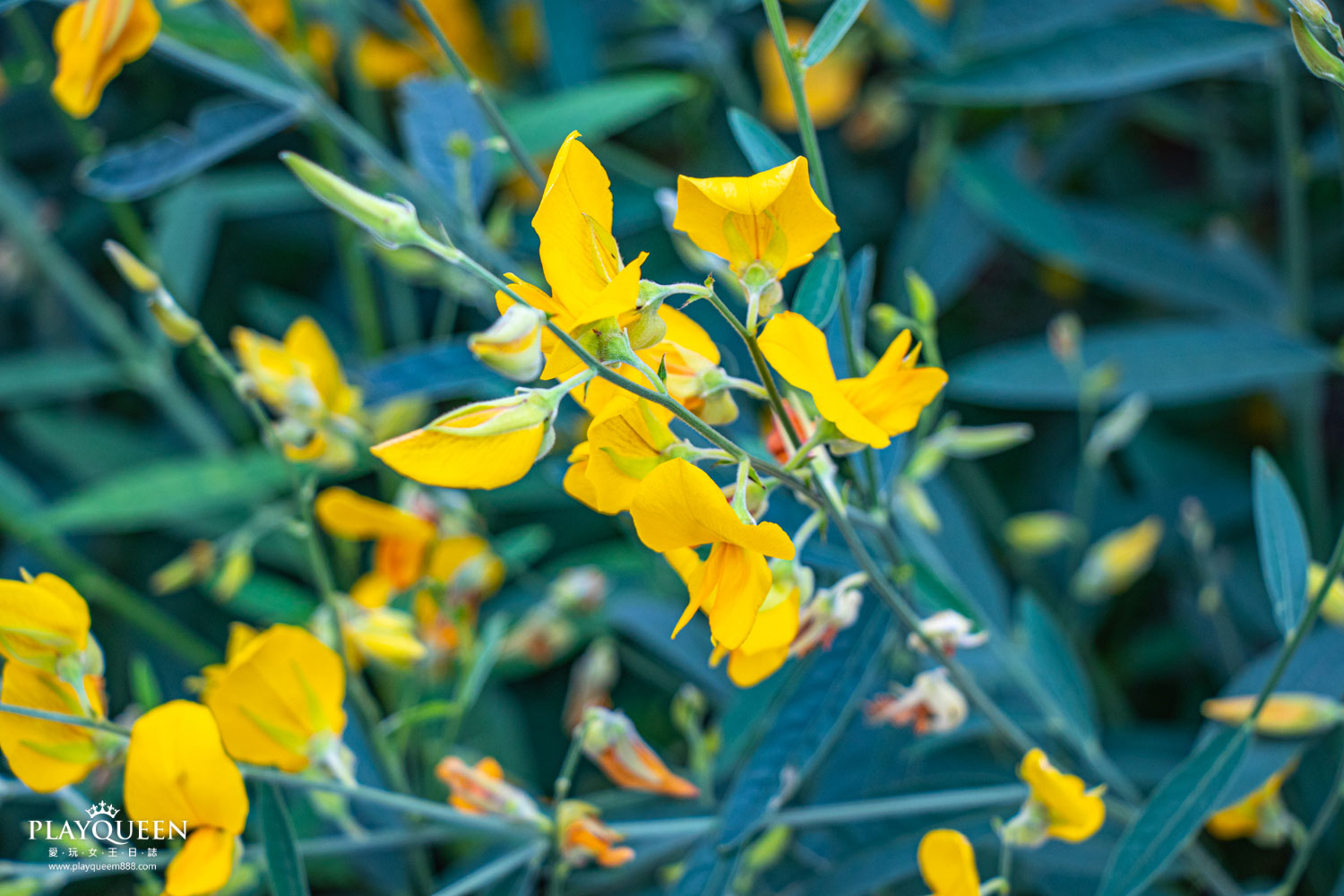 苗栗銅鑼抗菊花節