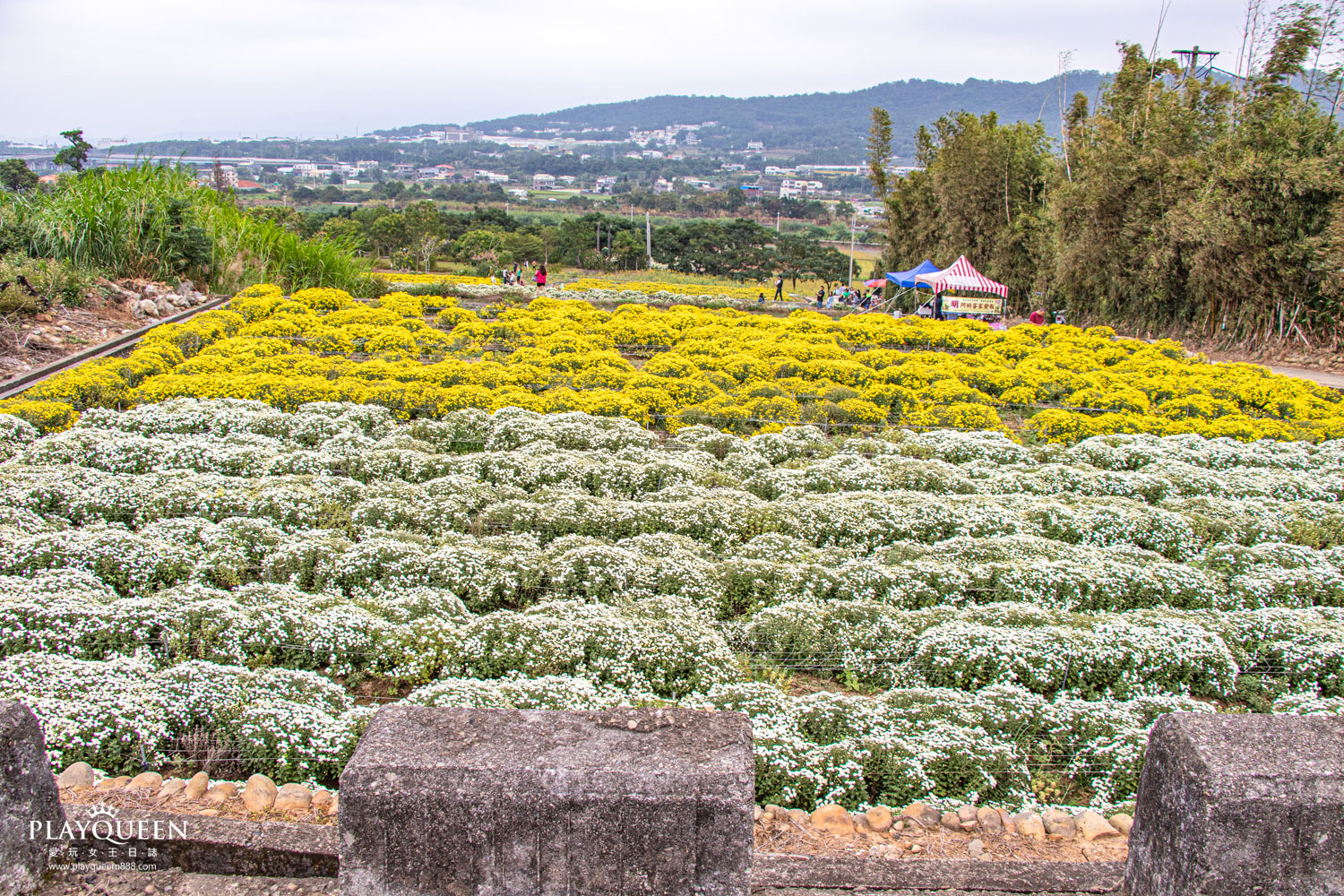 苗栗銅鑼抗菊花節