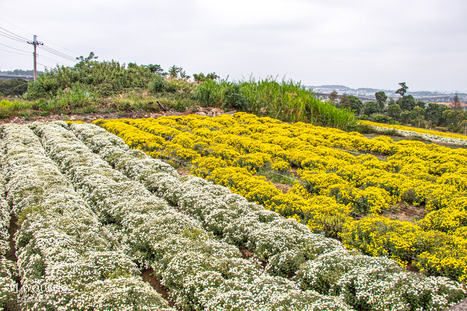 苗栗銅鑼抗菊花節