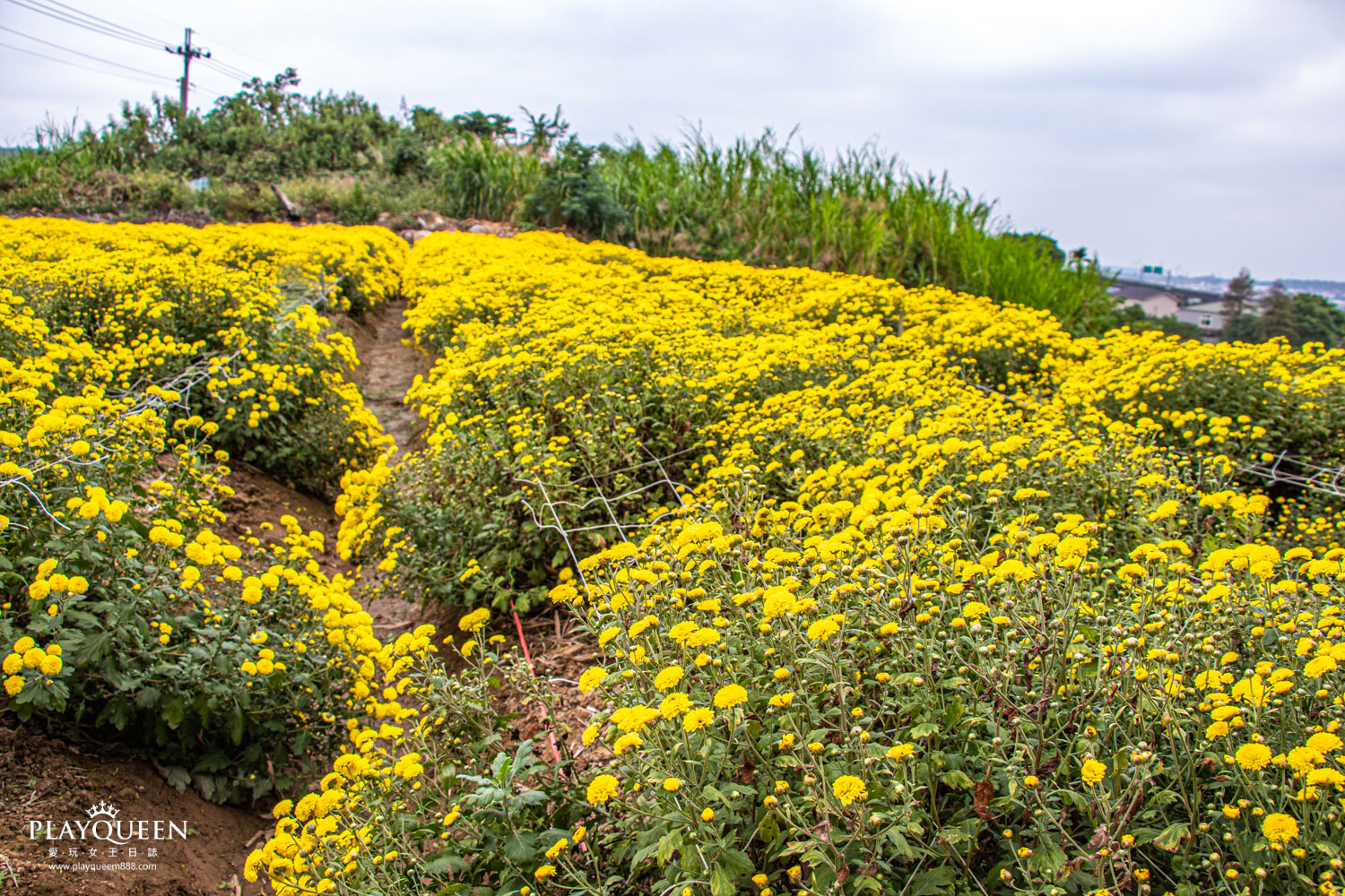 苗栗銅鑼抗菊花節