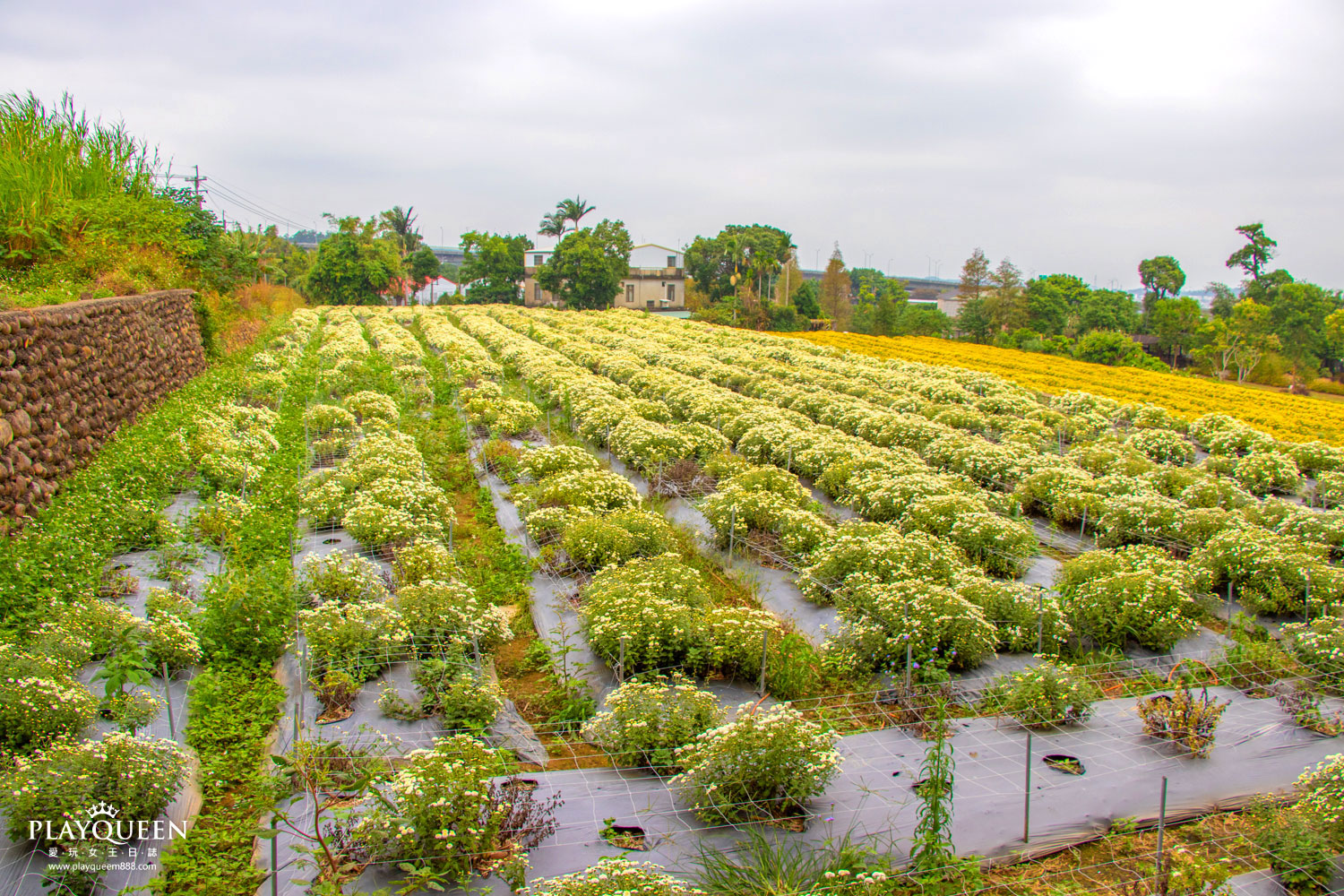 苗栗銅鑼抗菊花節