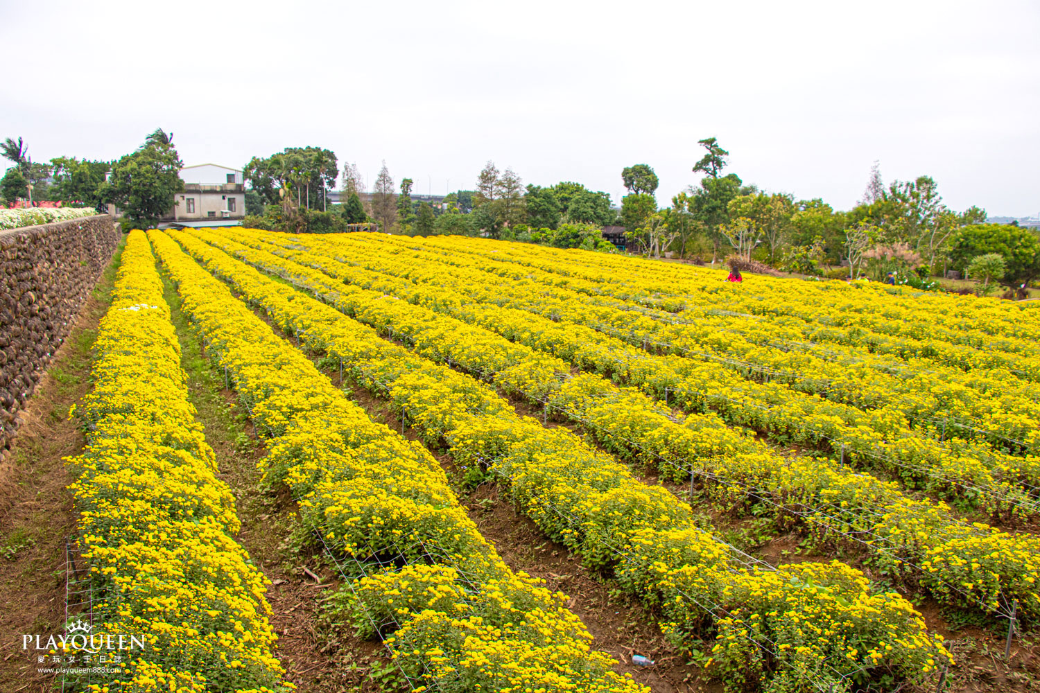 苗栗銅鑼抗菊花節