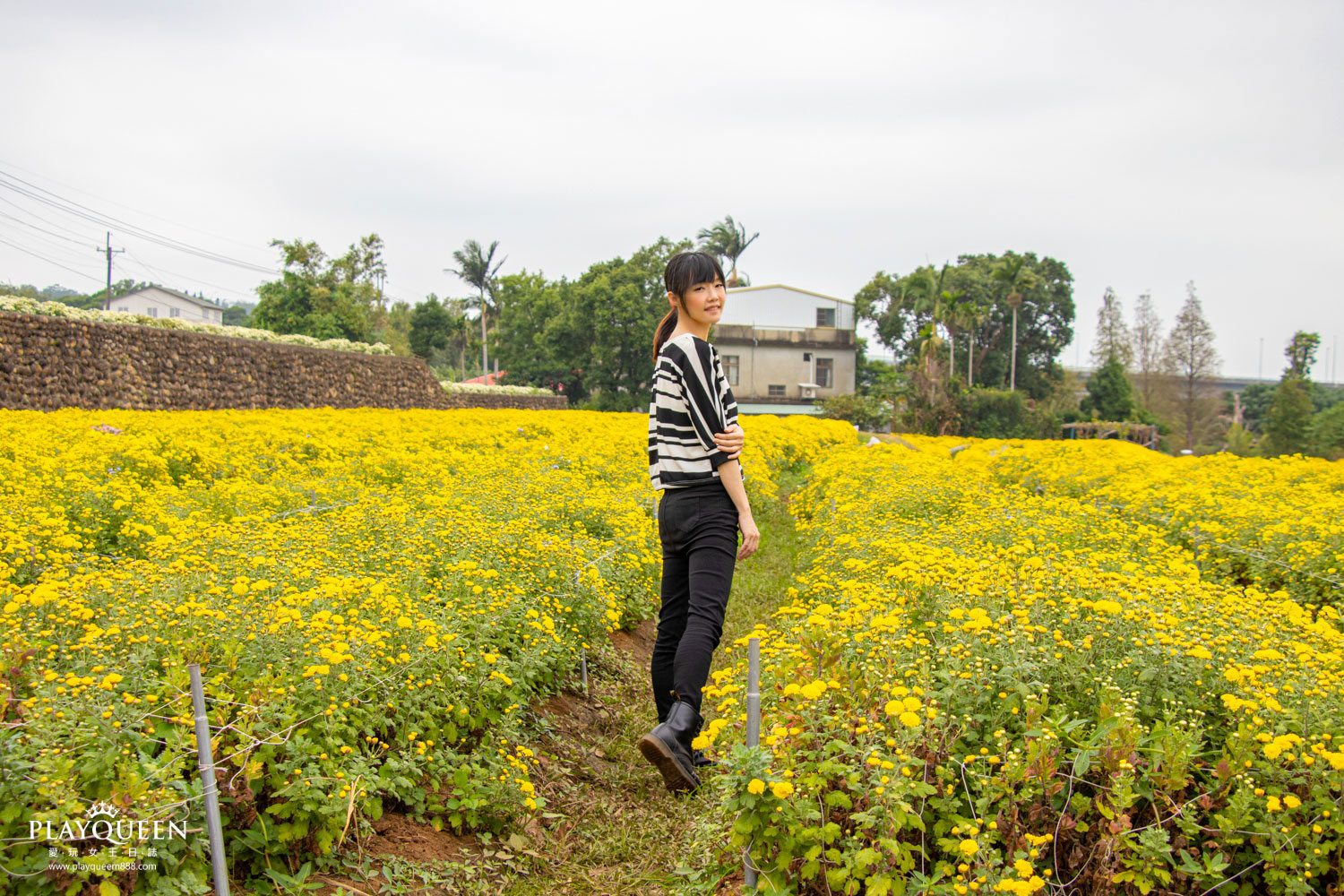 苗栗銅鑼抗菊花節