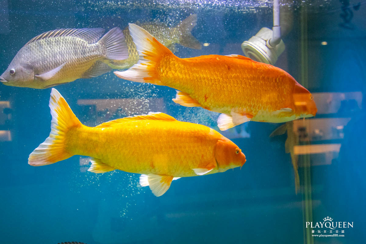 台灣鯛生態創意園區