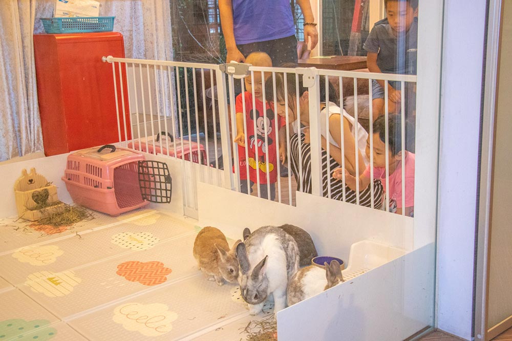 綠萼159創意料理