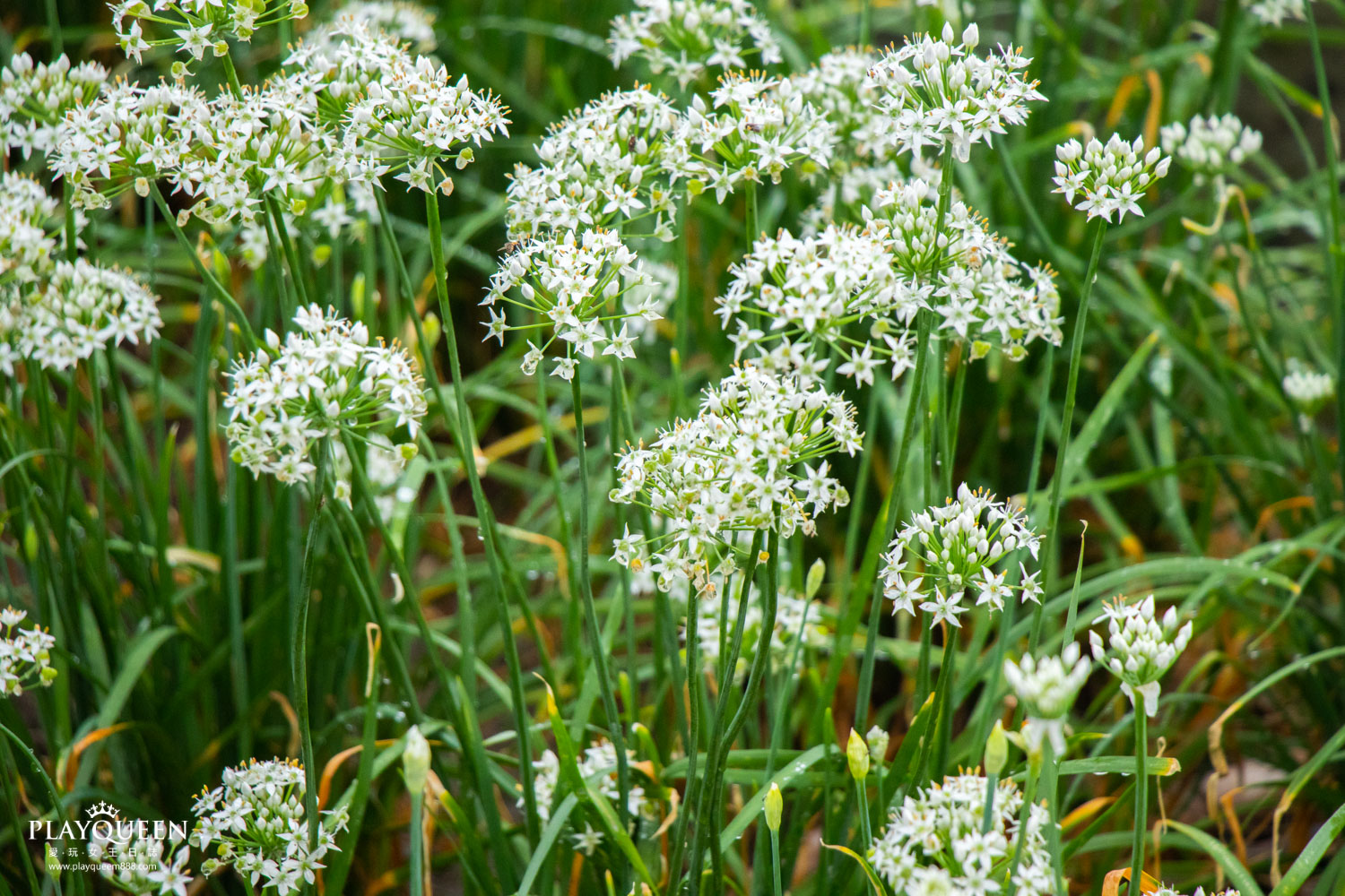 桃園大溪韭菜花海