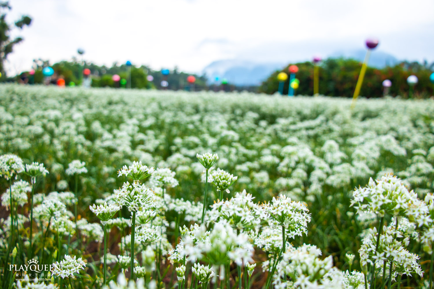 桃園大溪韭菜花海