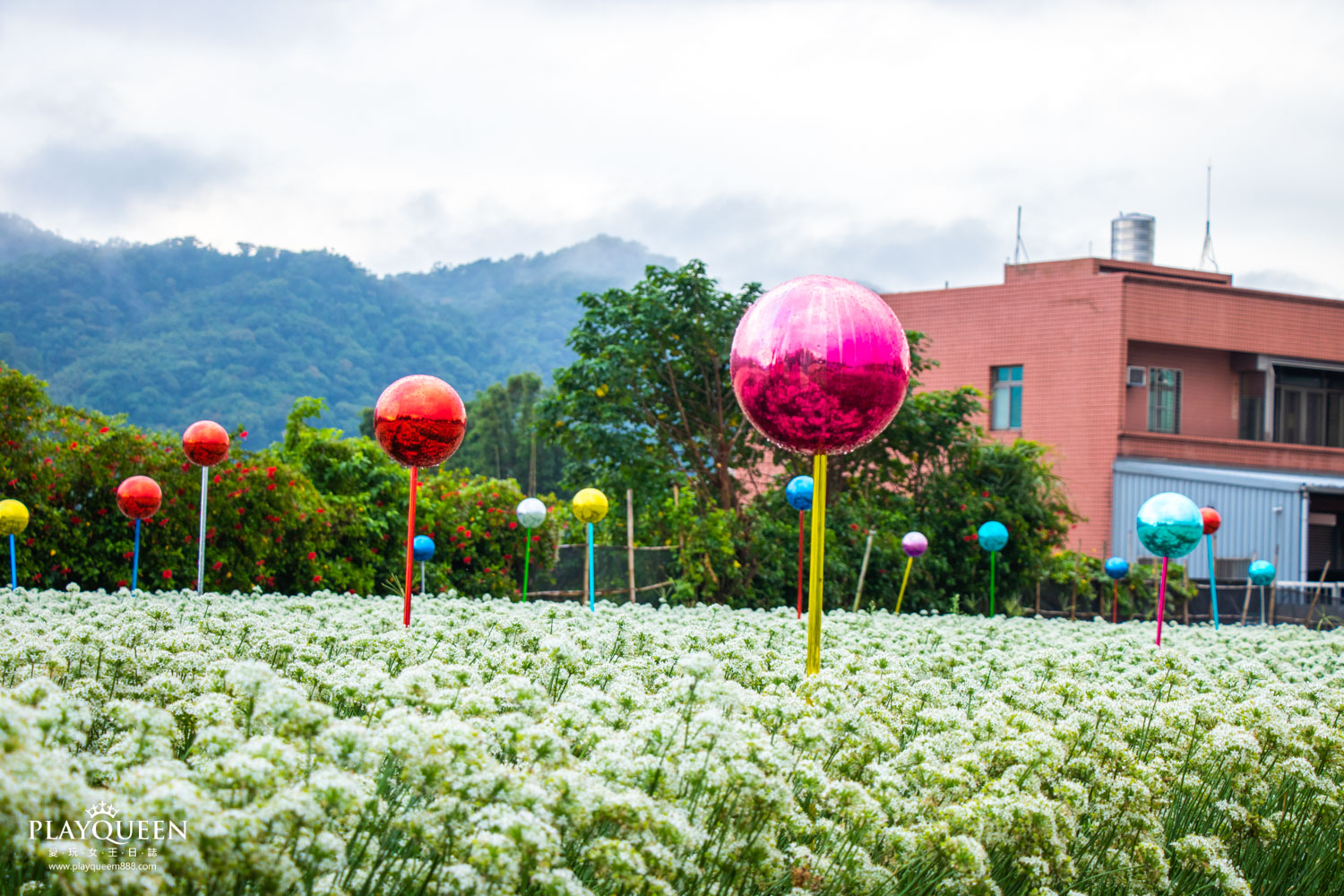 桃園大溪韭菜花海