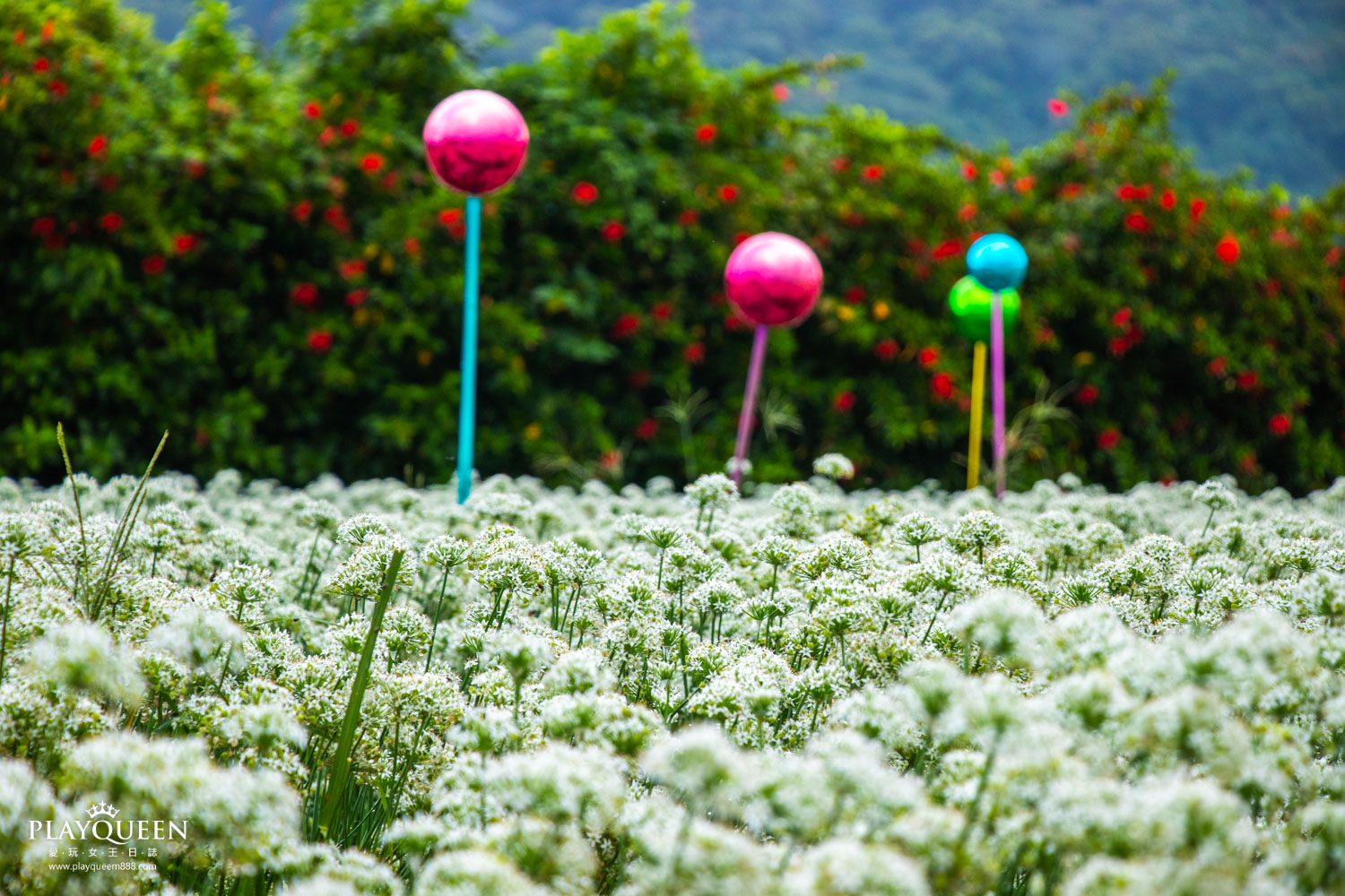 桃園大溪韭菜花海