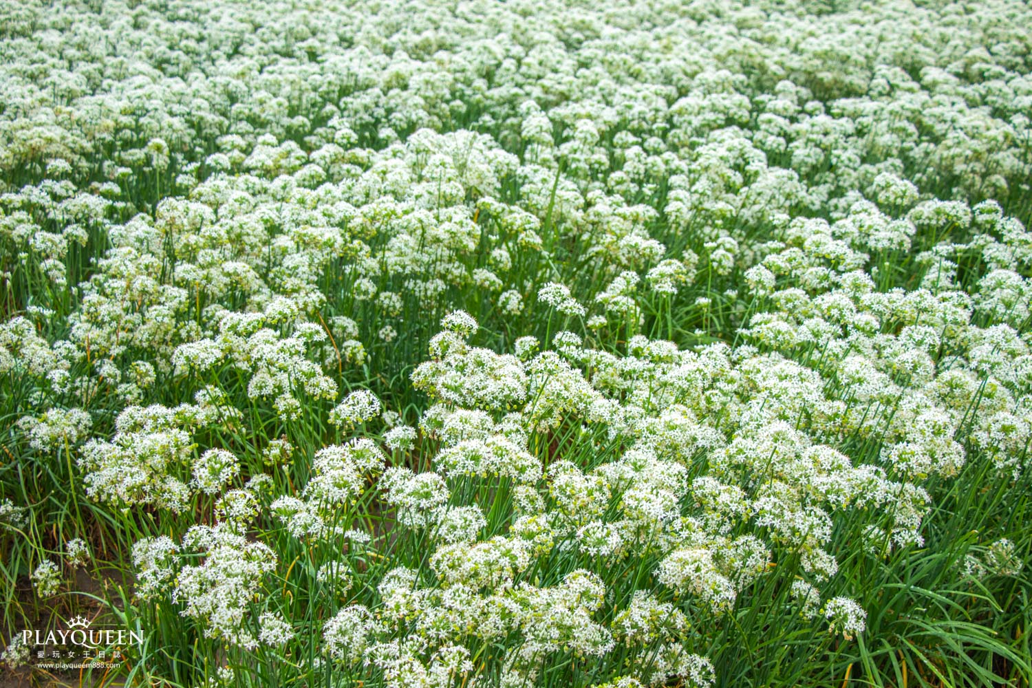 桃園大溪韭菜花海
