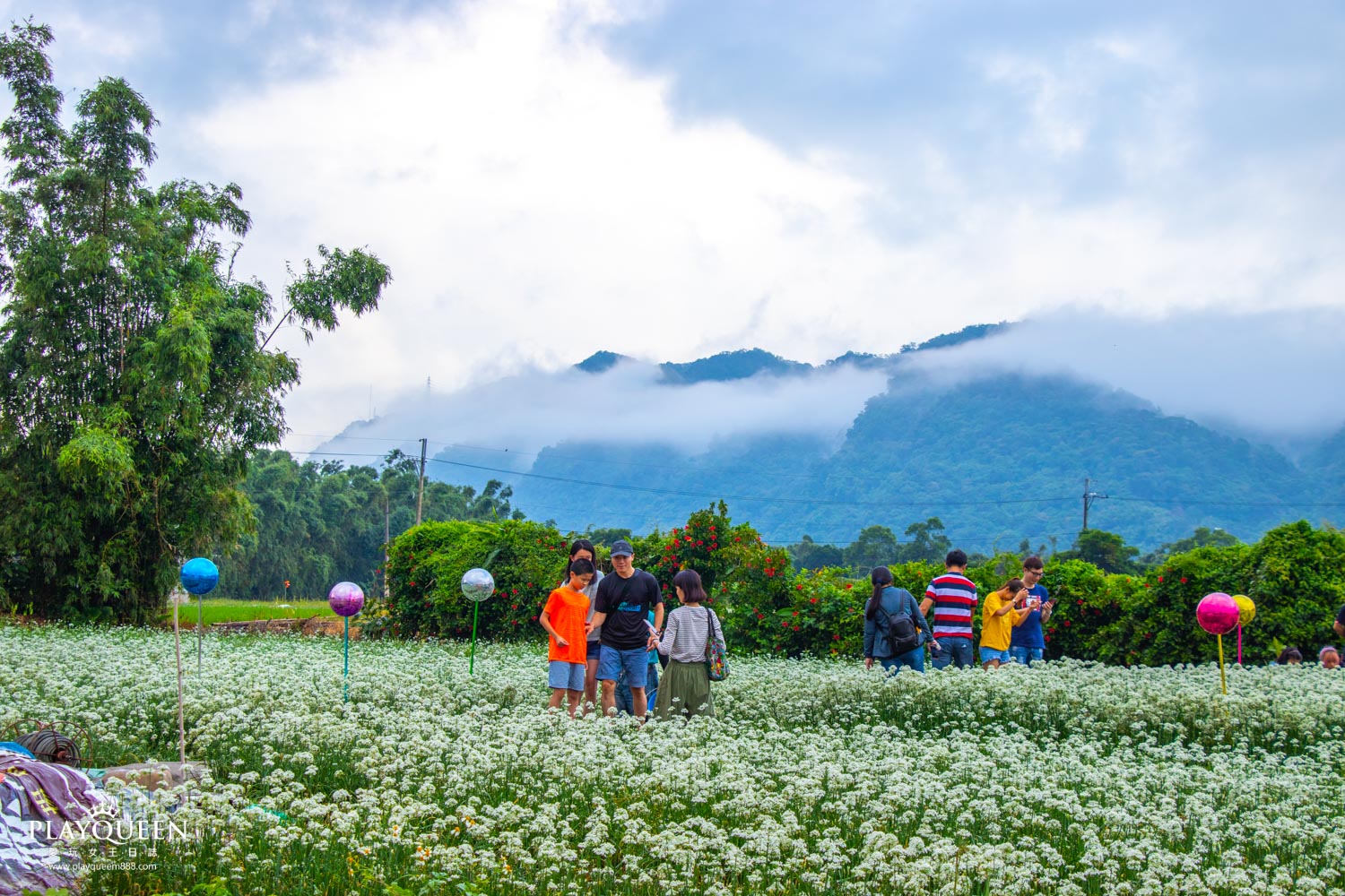 桃園大溪韭菜花海