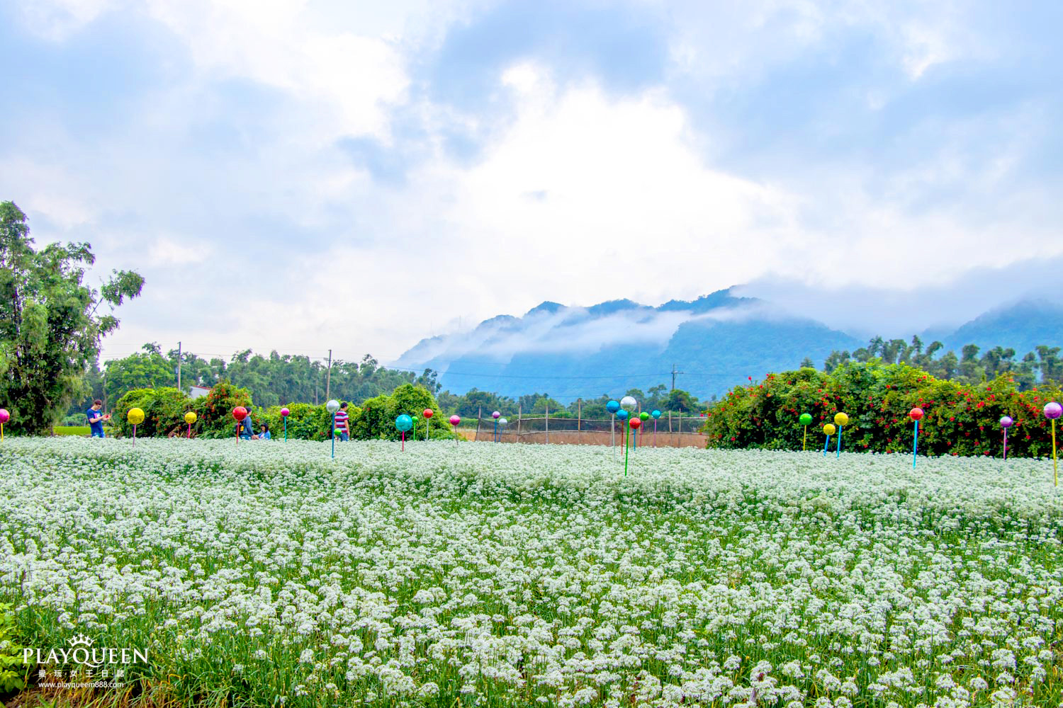 桃園大溪韭菜花海