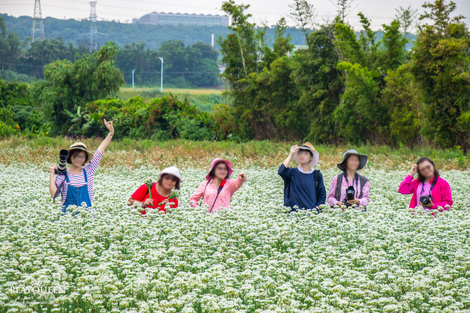 桃園大溪韭菜花海