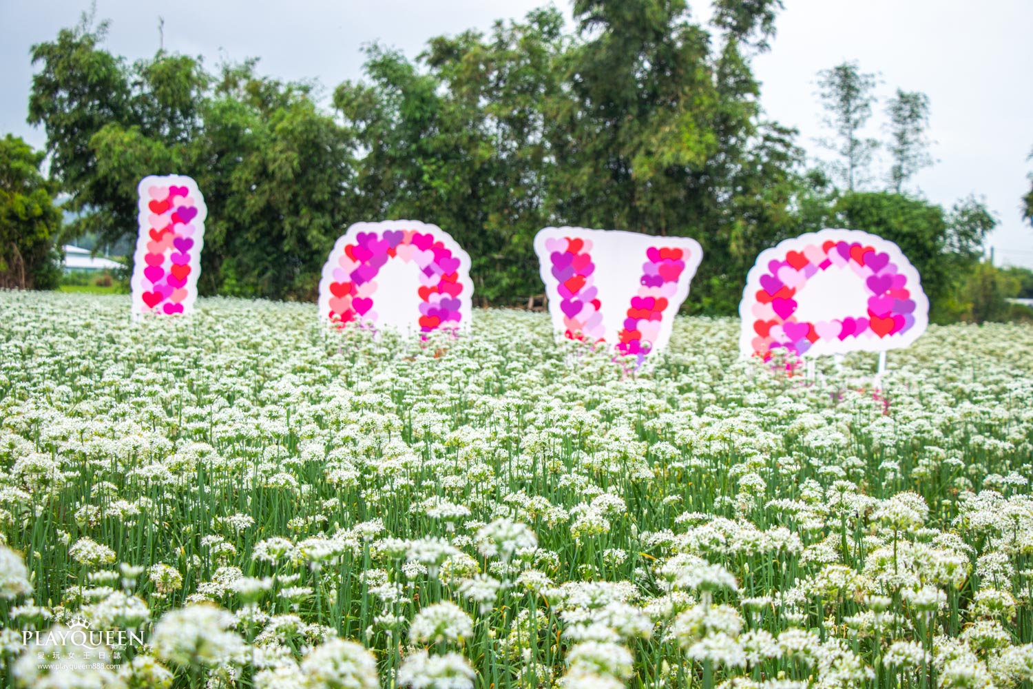 桃園大溪韭菜花海