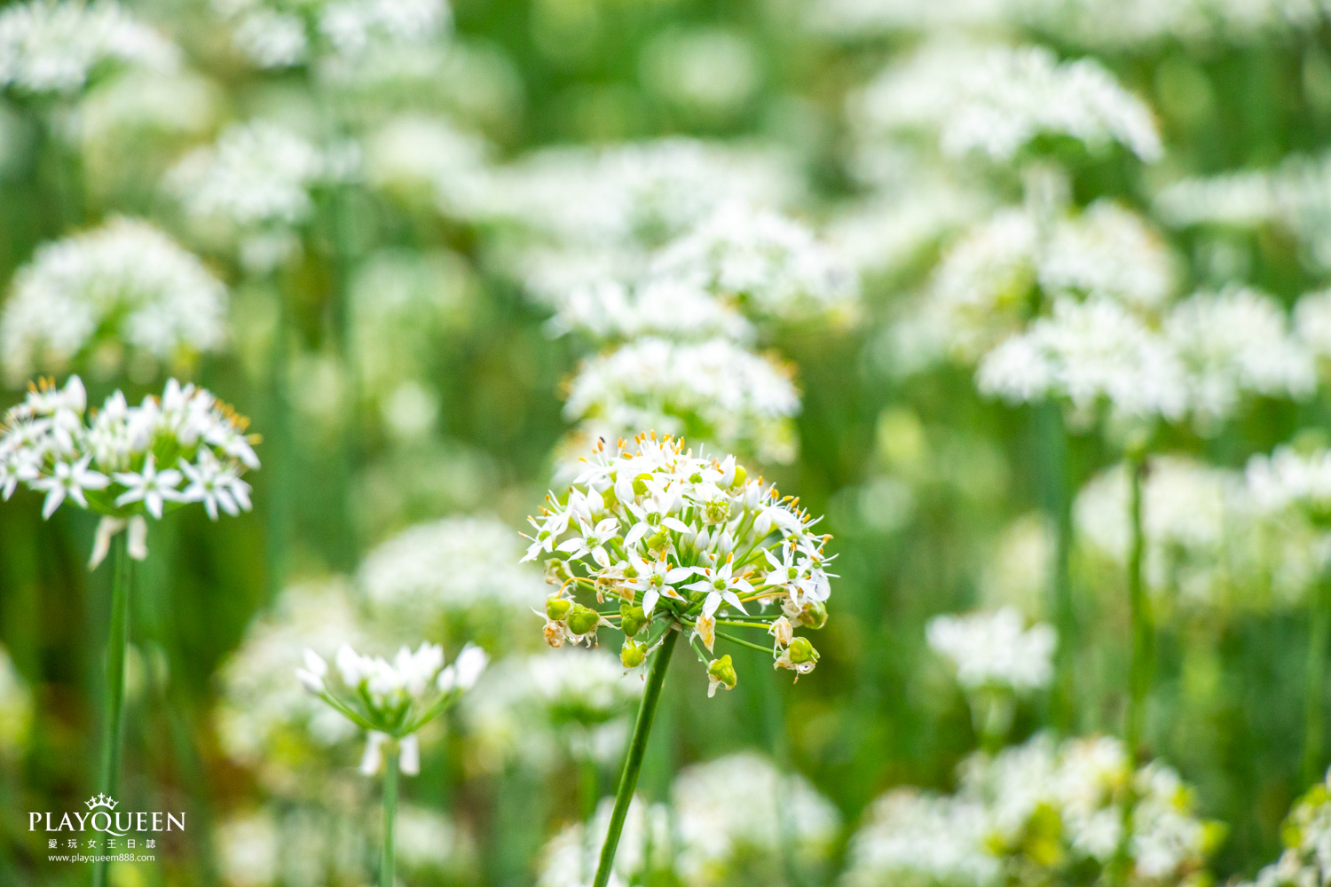桃園大溪韭菜花海