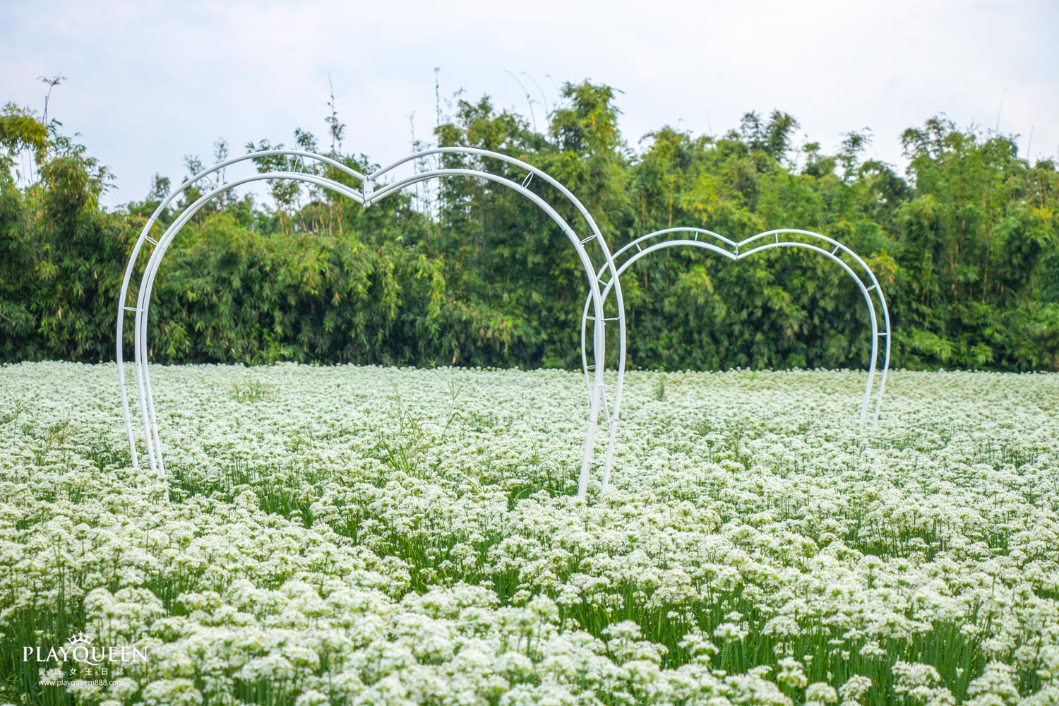 桃園大溪韭菜花海