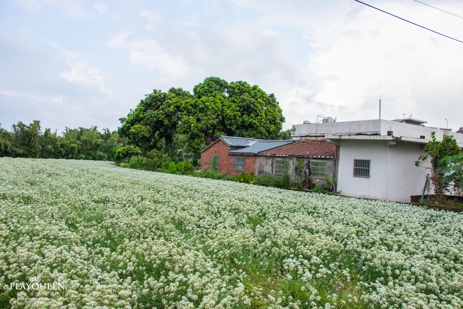 桃園大溪韭菜花海