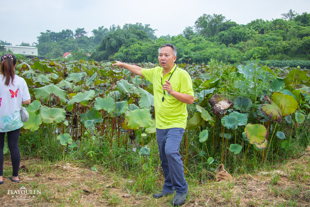 臺南蓮鄉之美