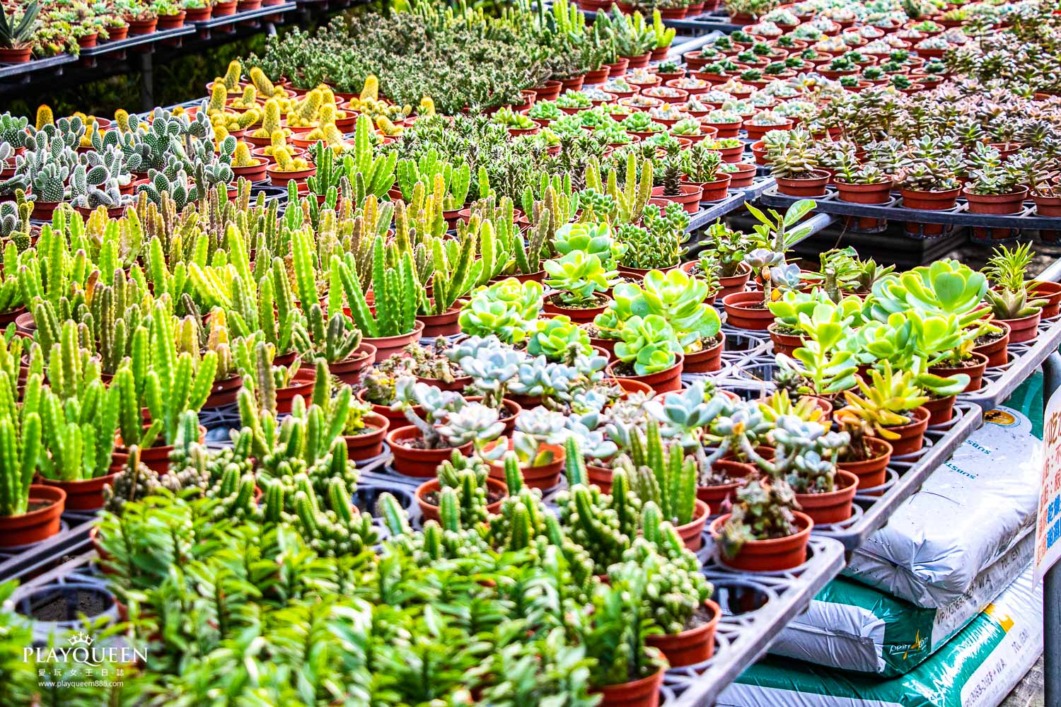 多肉秘境 多肉秘境