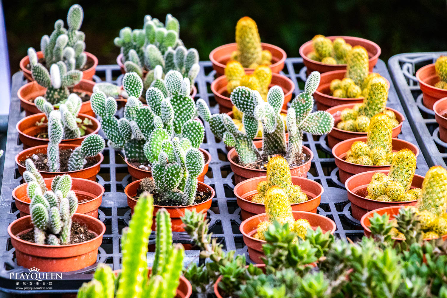 多肉秘境 多肉秘境