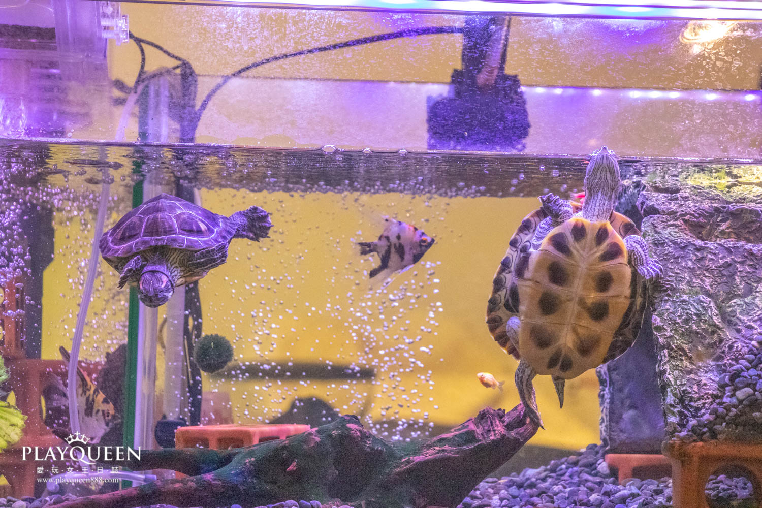 藍洋洋lazy brunch