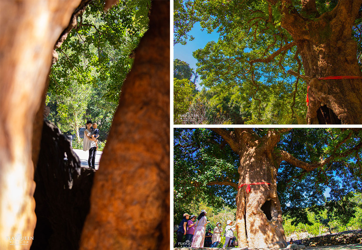 南投縣國姓鄉糯米橋休閒農業區 梅庄休閒渡假中心